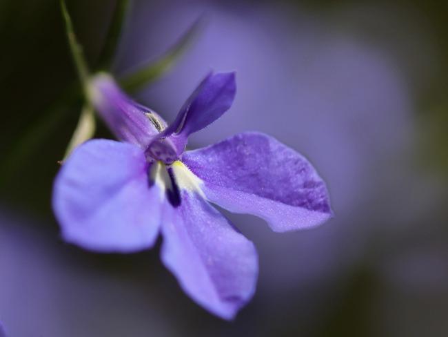 Lobelia: tuin met prachtige bloemen en bomen