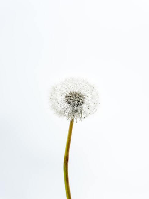 onkruid-verwijderen_1 paardenbloem