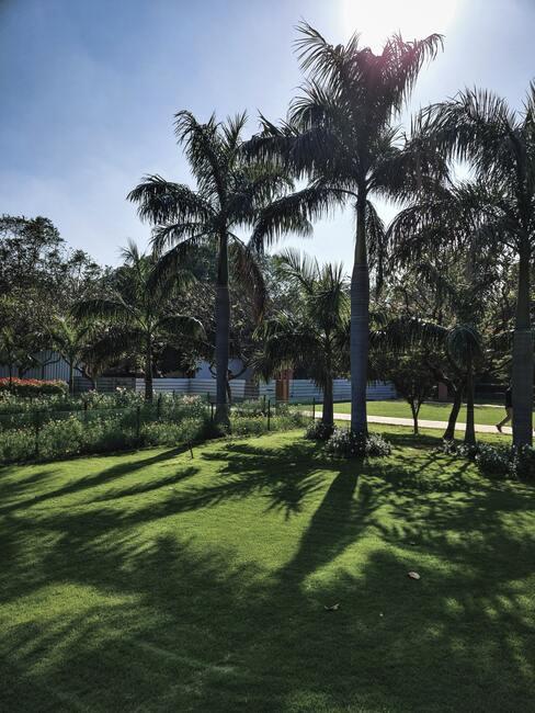 groen grasveld met palmbomen