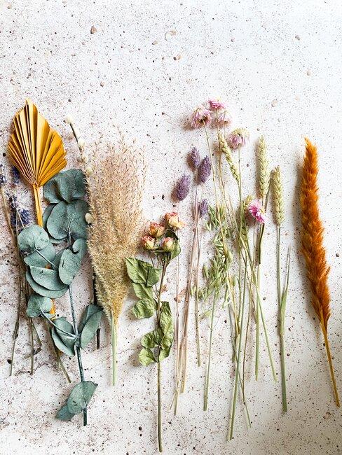 droogbloemen