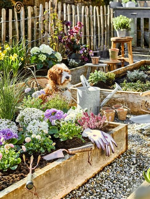 plantenbakken met puppy en planten er in