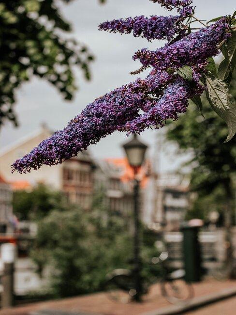 vlinderstruik in een straat met lantaarn