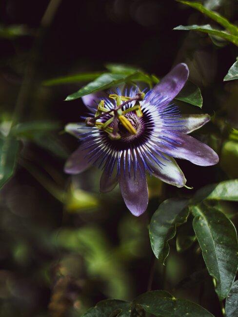 paarse passiebloem