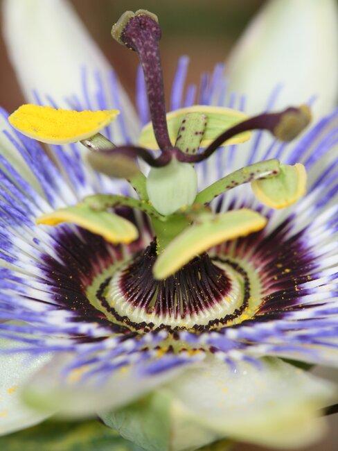 passiebloem close up