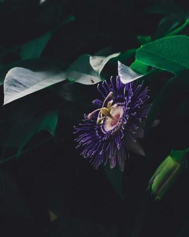 donker paarse passiebloem