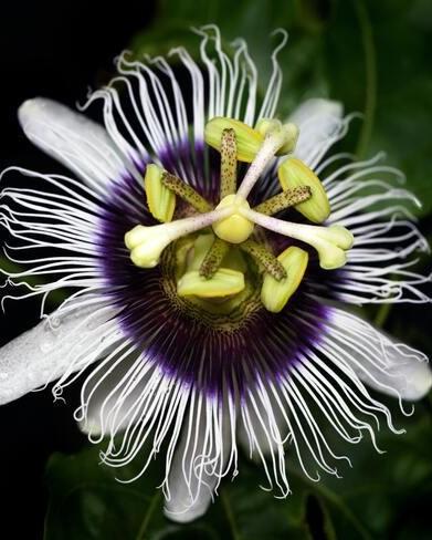 passiebloem wite met paars close up