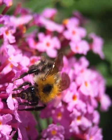 roze vlinderstruik met bij