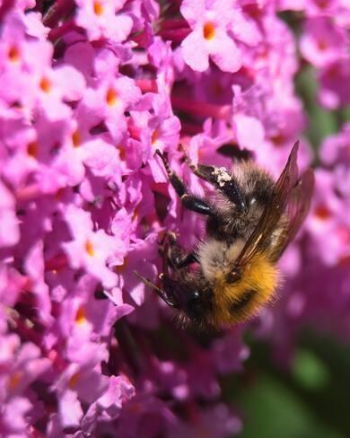 bij in roze vlinderstruik