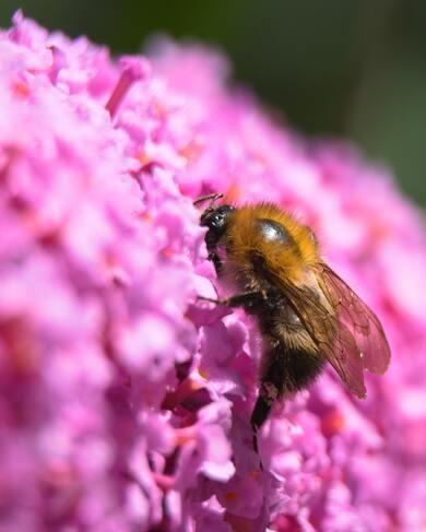 hommel in roze vlinderstruik