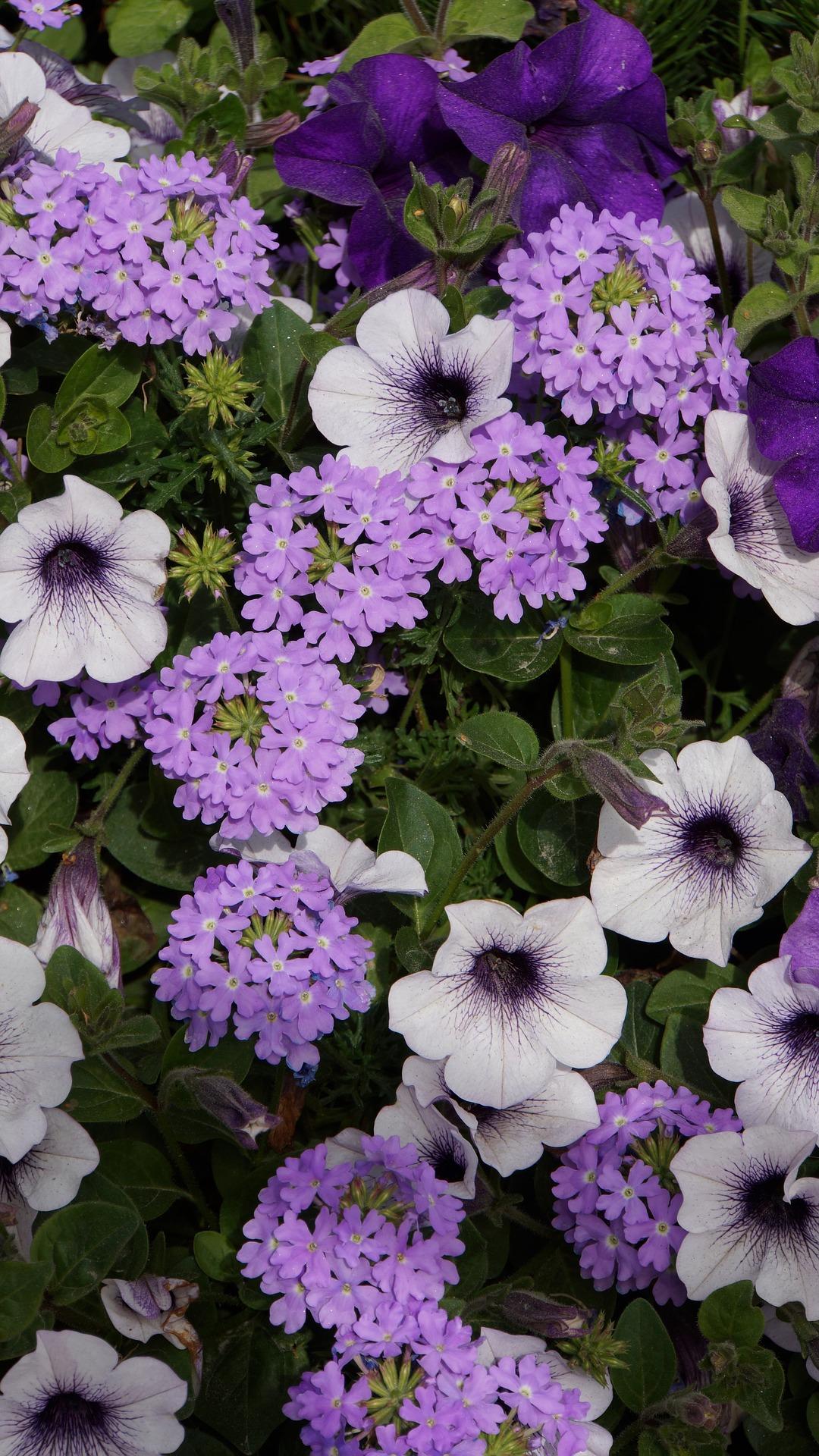 verbena met andere bloemen