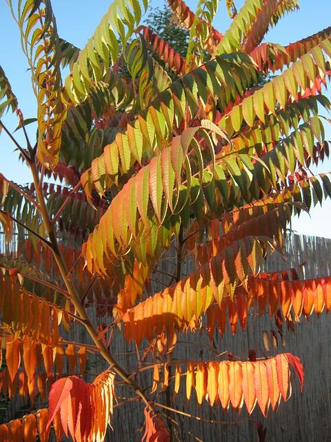 Grote fluweelboom met groen rode bladeren