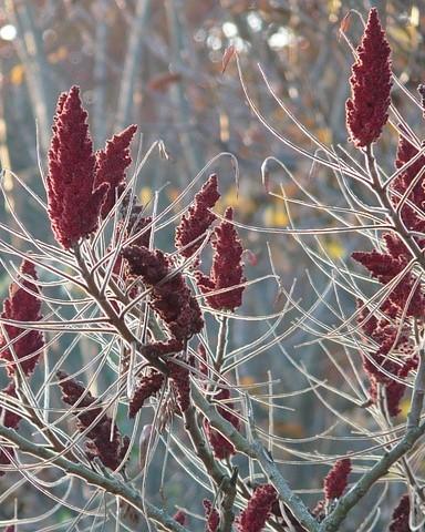 Fluweelboom met rode bloemen en vruchten