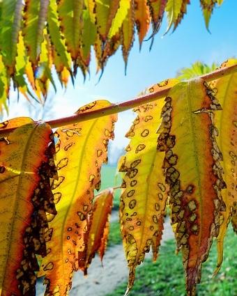 Lange bladeren van de fluweelboom