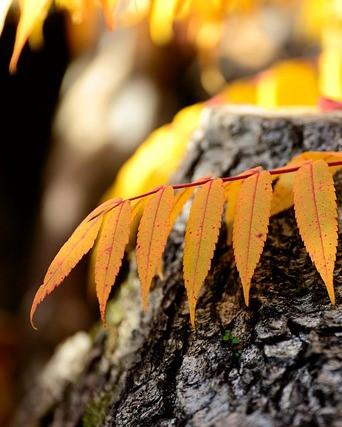 Gele bladeren van fluweelboom op steen