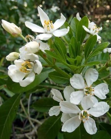 Witte bloemen van de mexicaanse oranjebloesem: choisya