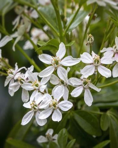 Witte bloemen van de mexicaanse oranjebloesem: choisya