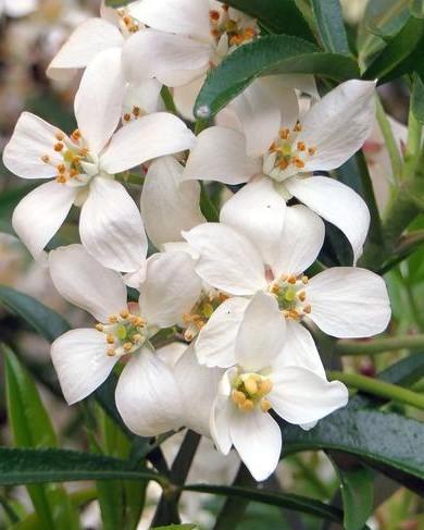 Witte bloemen van de mexicaanse oranjebloesem: choisya