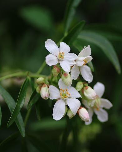 De witte bloemen van de Mexicaanse oranjebloesem: choisya