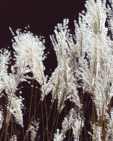 Licht Prachtriet (miscanthus sinensis) in de tuin