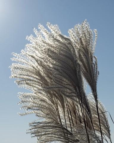 Licht Prachtriet (miscanthus sinensis) in de tuin