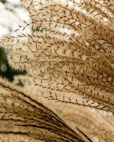 miscanthus sinensis: verzorging van planten in de tuin