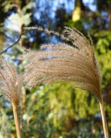 Licht Prachtriet (miscanthus sinensis) in de tuin