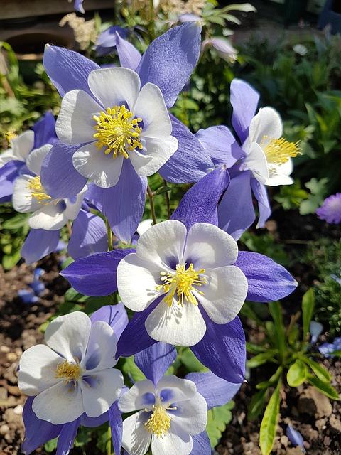 Aquilegia