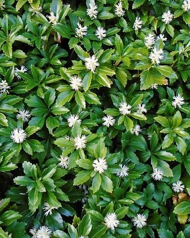 schaduwplanten: hosta