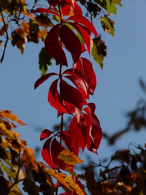 wilde wingerd in herfstkleuren in de open lucht
