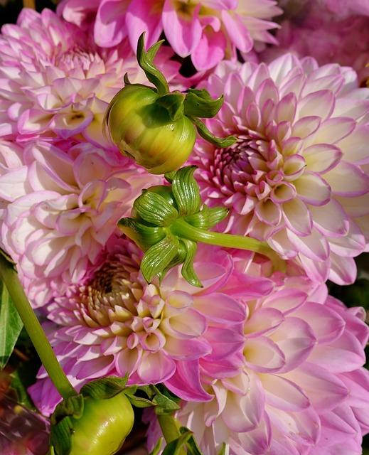 dahlia in bloei