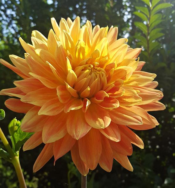 oranje dahlia