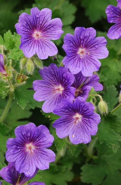 geranium macrorrhizum