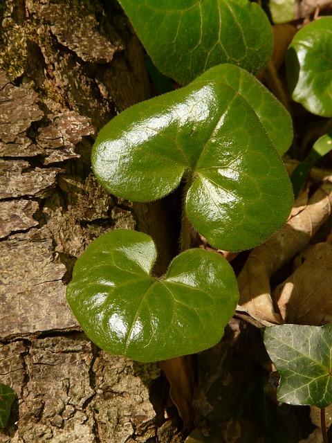 schaduwplanten