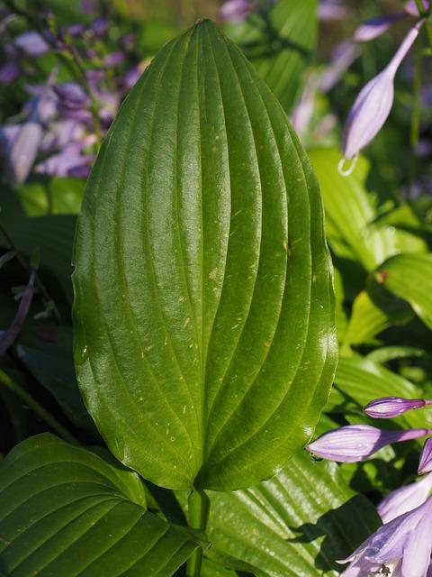 hosta plant: schaduwplanten