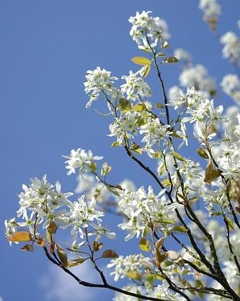 krentenboom