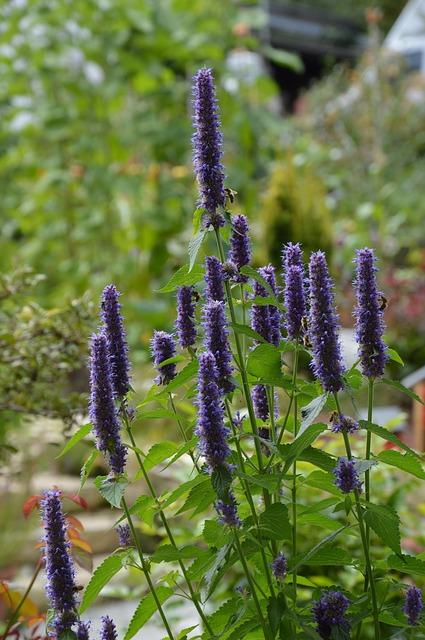 Agastache foeniculum