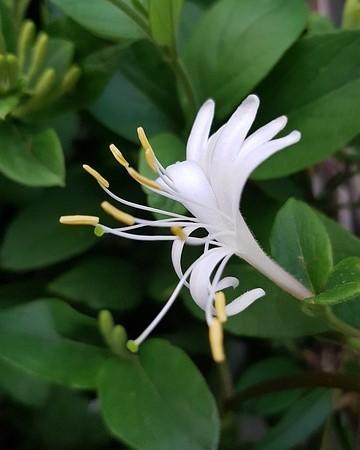 lonicera