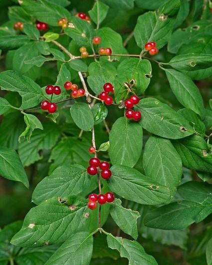 besjes lonicera