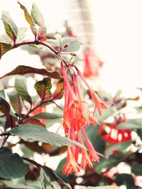 lonicera: een tropische klimplant
