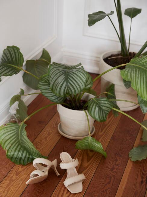 houten vloer met witte schoenen en een plant
