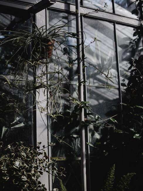winterkas met groene planten
