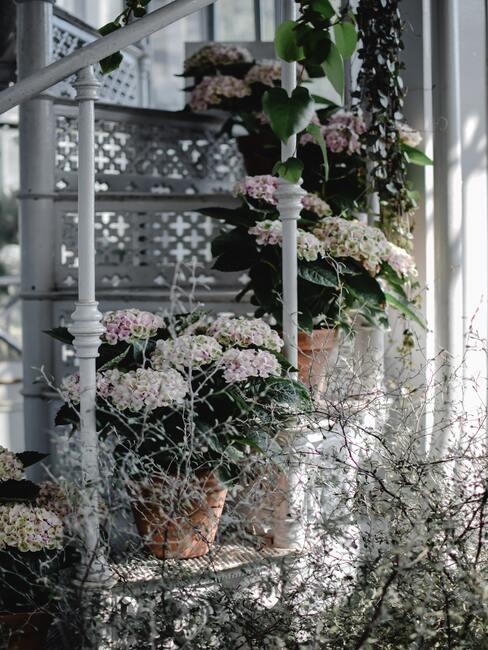 roze bloemen in een keramieke pot