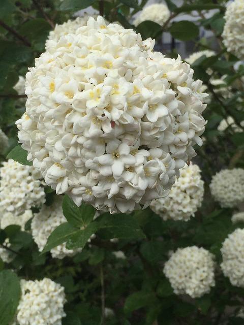 viburnum tinus met witte bloemen