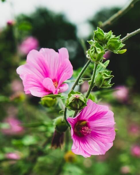 roze lavatera plant