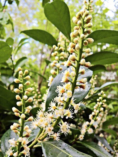 prunis-lusitanica_1 prunis lusitanica
