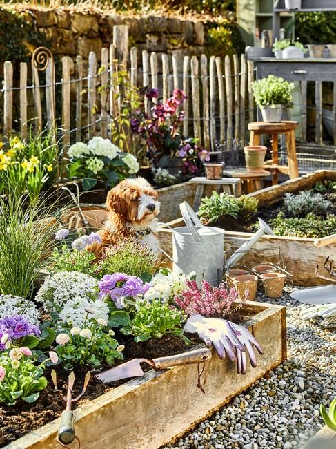 hond zit in moestuin