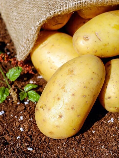 aardappels
