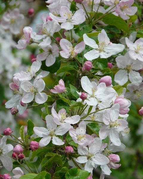 apple blossom