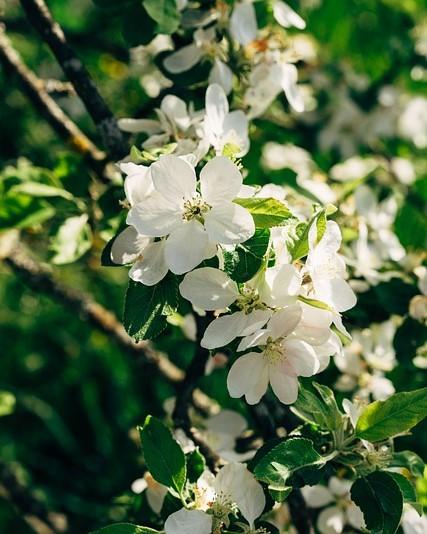 clematis armandii