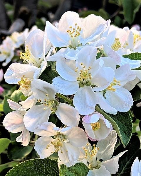 apple blossom